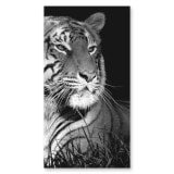 Duschkabine Glas Eckeinstieg TIGER 209 Duschkabine Glas Eckeinstieg TIGER 209