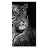 Echtglas Duschtür mit Motiv TIGER 101 Echtglas Duschtür mit Motiv TIGER 101
